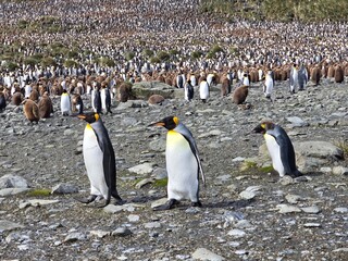 Fototapeta premium penguins group walking on ice beach in daytime with snowfall