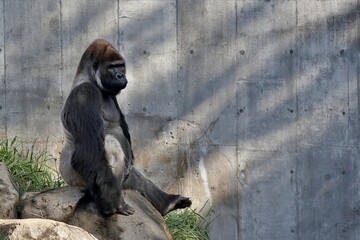 可愛いポーズで座るオスのゴリラ