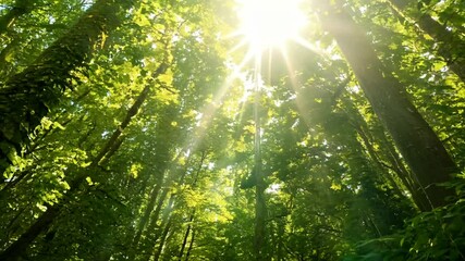forest sunny day trees the shines sun ai forest tree nature park green landscape natural sun light mist morning sunlight scenic misty tree fog autumn path road wood sunrise wood summer foggy - Powered by Adobe