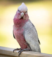 Young pink and grey galah, (eolophus roseicapilla) perched on a fence.