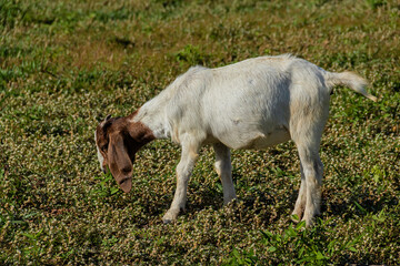 Obraz premium Young goat stand on green grass field.