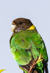 Image of a young 28 Parrot, (barnardius zonarius semitorquatus) also known as an Australian Ringneck, Western Australia.