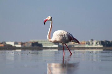 African wild birds. Lone great flamingo on the blue lagoon in the morning