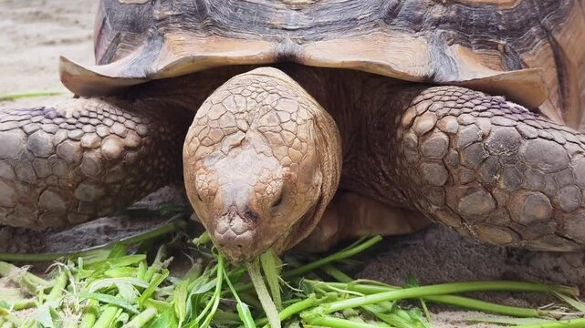 Large brown sea turtle in its natural habitat