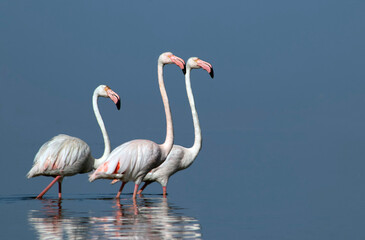 African wild birds. A flock of great flamingos on the blue lagoon against the bright sky