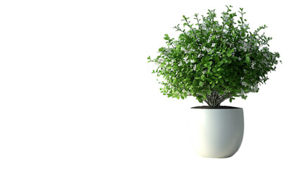  Flower Pot on Transparent Background