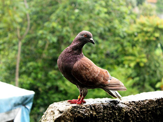 A kept pigeon is looking for food in the wild while waiting for its mate to arrive.