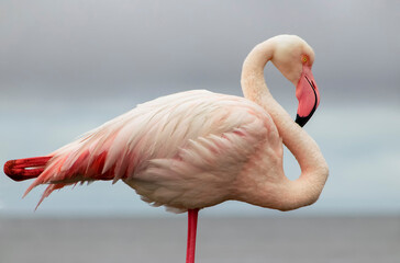 Wild african bird. Pink  african flamingo on  the blue lagoon on a sunny day