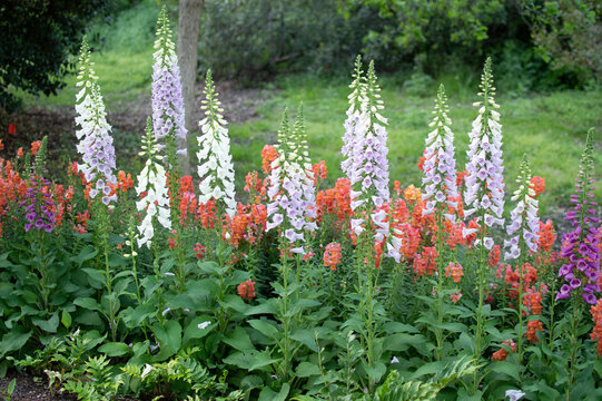 White, red, and purple flowers in the garden