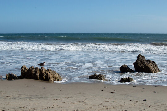 Bird and rocks on beach with crashing waves