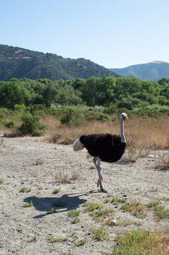 Ostrich in the desert