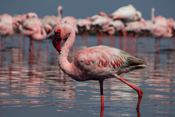 Wild African birds. Flock of pink flamingos in  a blue  water reflection on a summer day