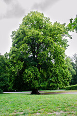 A tall tree stands in a field against the backdrop of a forest