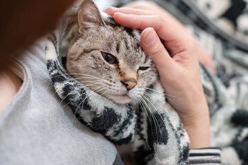 可愛い猫を撫でる飼い主　シャムトラ猫