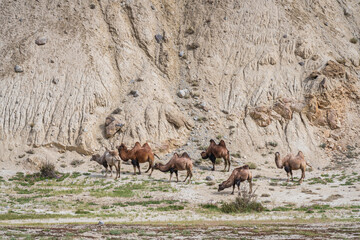 Scenic landscape view of herd of bactrian camels grazing in remote high altitude Pamir desert,...