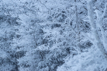 美しい霧氷の森