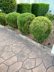 Manicured Shrubs and stencilled driveway