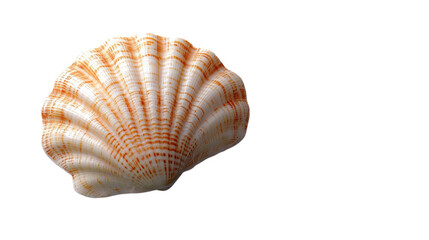  Sea Shells on Transparent Background