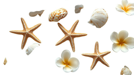 Seashells on Transparent Background