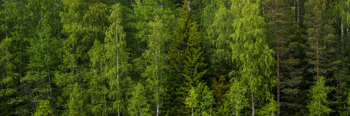 Summer forest landscape. Wide panorama with green tree crowns. Mixed forest. Beautiful panoramic natural background.