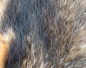 A close up of a furry animal's coat with a mix of black and white fur