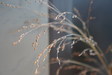 Close-up of delicate dried grass with softly blurred background showcasing texture and natural beauty