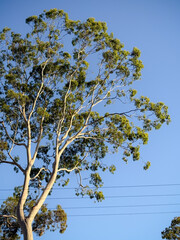 Gum Tree Canopy