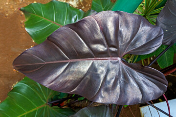 Close Up of Philodendron Leaf