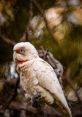 A Long-billed Corella (Cacatua tenuirostris)