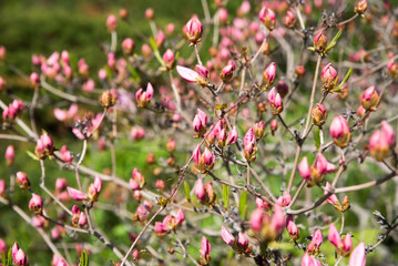 Obraz premium A spring plant with bright pink buds blooming in the botanical garden of Vladivostok, Primorsky Krai, Russia. Young flowers are opening against a backdrop of green foliage