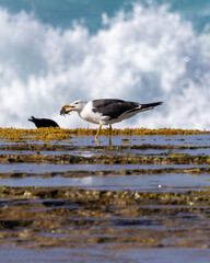 A Pacific Gull (larus pacificus) feeding on a small crab.