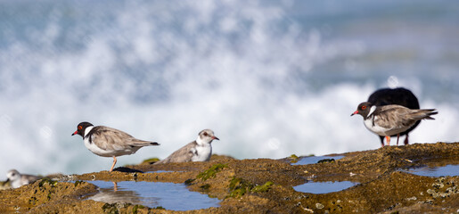 Hooded Plover (Charadrius cucullatus) walking on a reef at low tide. Esperance Western Australia. © Leanne