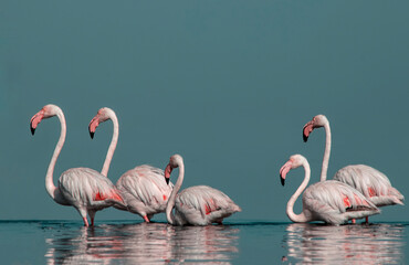 African wild birds. A flock of great flamingos on the blue lagoon against the bright sky