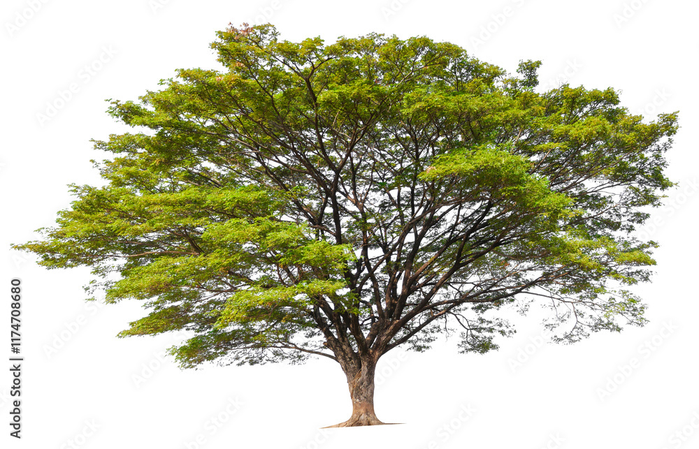 Poster big tree png transparent background removed original background