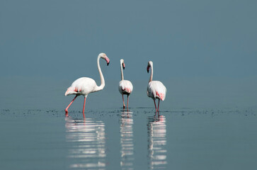 African wild birds. A flock of great flamingos on the blue lagoon against the bright sky