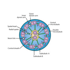 A diagram of cilia and flagella structure - simple schematic illustration - showing subtubule, dyenin arms, radial spoke etc. skeletal structure diagram. compound molecule scientific illustration.