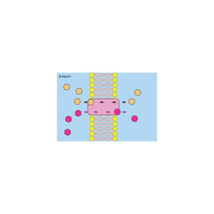 A diagram of Antiport transport via a membrane - simple schematic illustration. skeletal structure diagram. compound molecule scientific illustration.