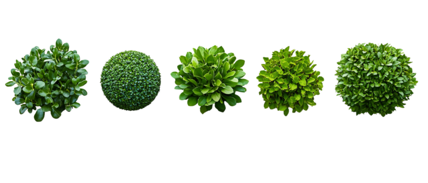 green grass isolated on white