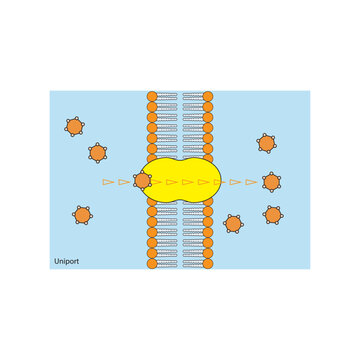 A diagram of Uniport transport via a membrane - simple schematic illustration. skeletal structure diagram. compound molecule scientific illustration.