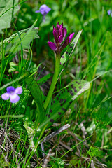 Breitblättriges Knabenkraut // Broad-leaved marsh orchid (Dactylorhiza majalis) - Prokletije Nationalpark, Montenegro