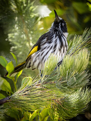 A New Holland honeyeater (phylidonyris novaehollandiae) perched on a branch