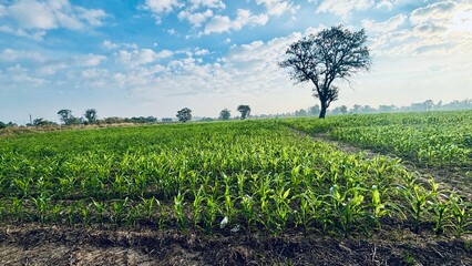 corn field in the morning