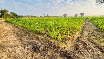 agriculture. Landscape of soybean sprouts ripening during spring season on agricultural field. Green tea leaves growing in fertile soil on farmer's land or plantation in the morning.