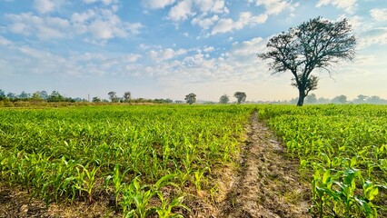 field and blue sky with clouds
