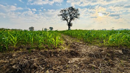 field of corn