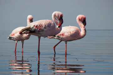 Wild African birds. Flock of pink flamingos in  a blue  water reflection on a summer day