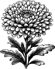 black and white aster flower, aster flower lineart