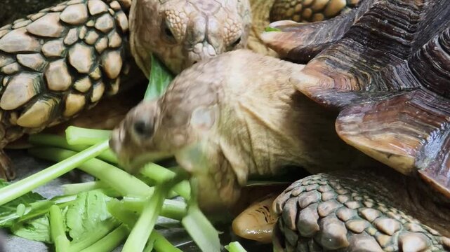 Large brown sea turtle in its natural habitat