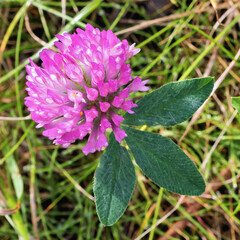 Trifolium pratense flower growing in a grassy field during a sunny day