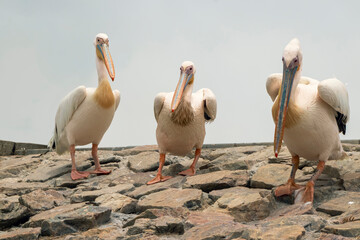Obraz premium Three Great White Pelicans on a stone wall.
